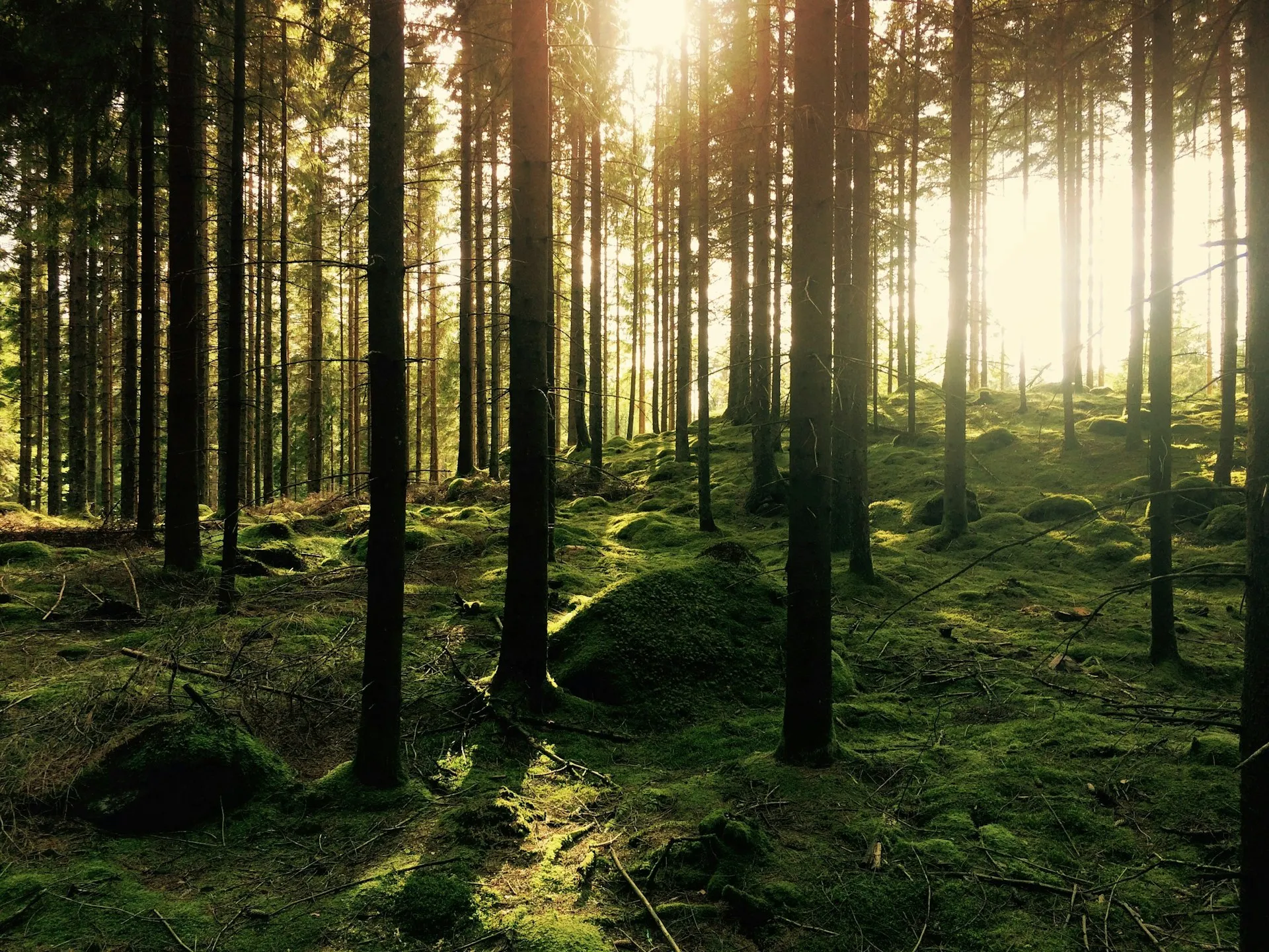 A quiet forest landscape in Japan